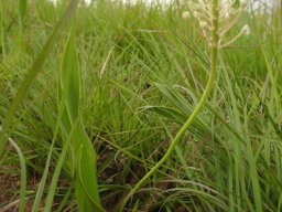Schizocarphus nervosus leaves